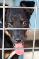 714330_stray_puppy_with_tongue 714330_stray_puppy_with_tongue