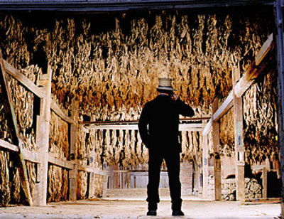 Ff_tobacco_109_1 Ff_tobacco_109_1