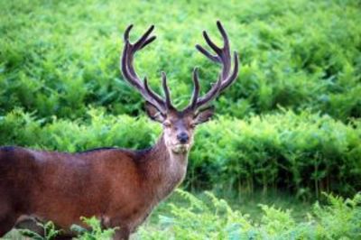 822275_oh_deer_2 822275_oh_deer_2