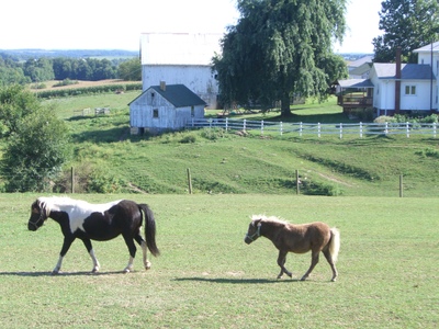 Amish_ponies Amish_ponies