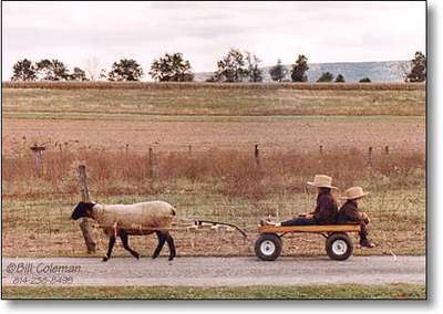 Sheep_cart Sheep_cart