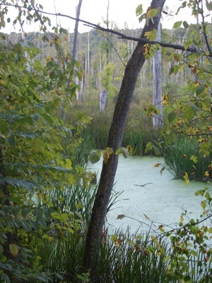 Holmes_county_marsh_3 Holmes_county_marsh_3