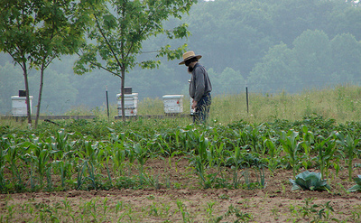 Amish_farmer_garden Amish_farmer_garden