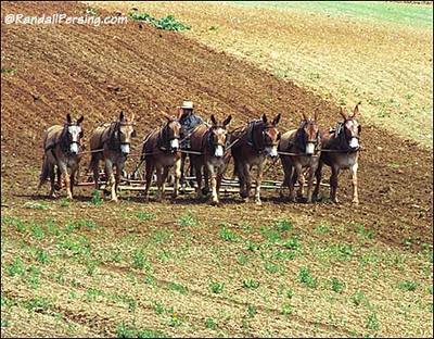 Amish_mules_plow Amish_mules_plow