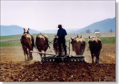 Amish_plow Amish_plow
