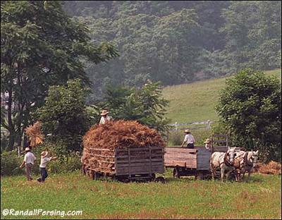 Bringinginthehay_amish Bringinginthehay_amish