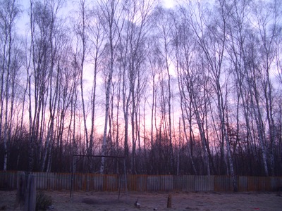 Birch_trees_sunrise_poland Birch_trees_sunrise_poland