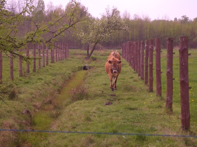 Cows_in_poland Cows_in_poland