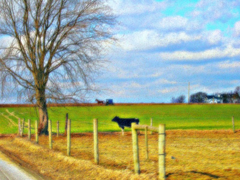 Lancasteramishbuggycow Lancasteramishbuggycow