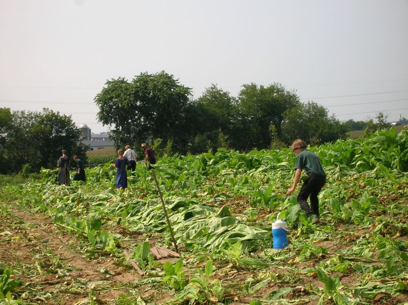 Amish tobacco Amish tobacco