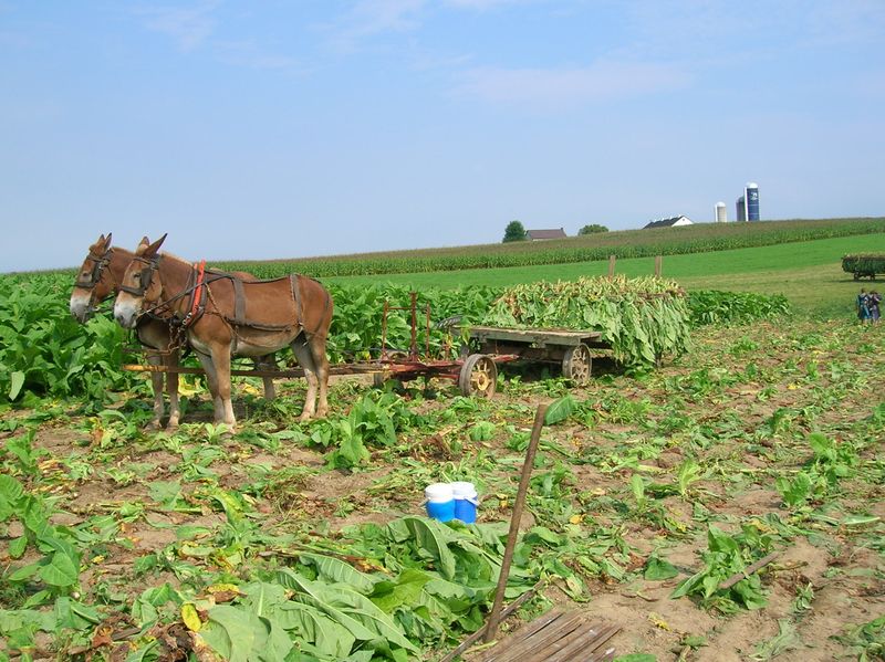 Lancaster Amish tobacco mules Lancaster Amish tobacco mules