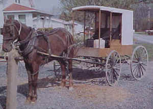 Amish3 Amish3